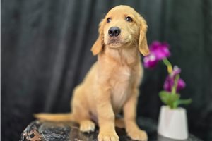 Fredrick - Golden Retriever for sale