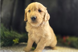 Bliss - Golden Retriever for sale