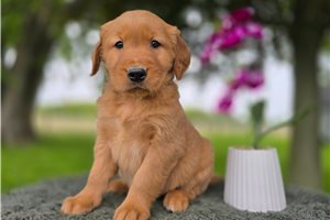 Owen - Golden Retriever for sale