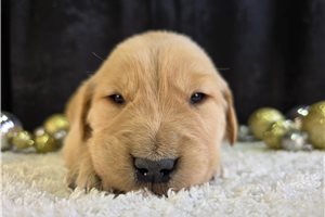 Errol - Golden Retriever for sale