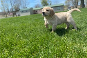 Maestro - puppy for sale