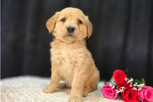 Linus - puppy for sale