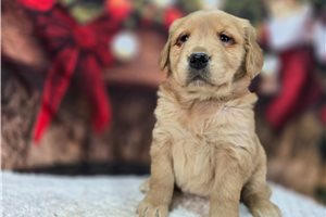 Elsie - Golden Retriever for sale