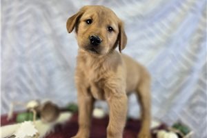 Emma - puppy for sale