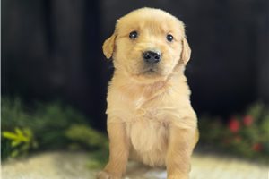 Blakely - Golden Retriever for sale