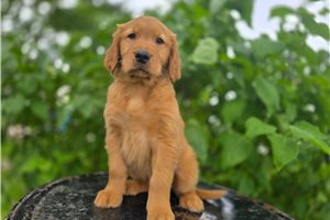 Owen - Golden Retriever for sale