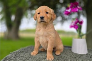 Ophelia - Golden Retriever for sale