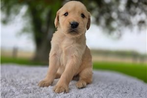 Oakley - puppy for sale