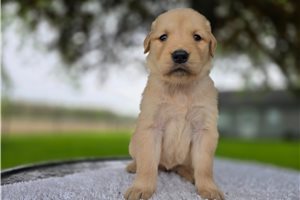 Octavia - puppy for sale