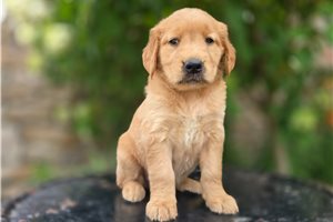Flora - puppy for sale