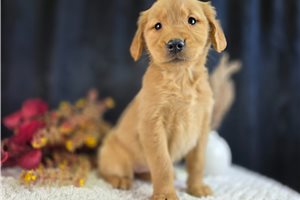 Elena - puppy for sale