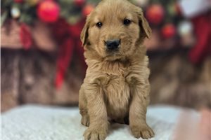 Eric - Golden Retriever for sale