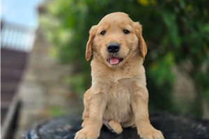 Fredrick - Golden Retriever for sale
