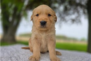 Omar - puppy for sale