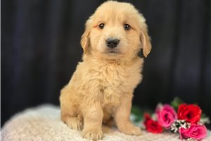 Lochlan - puppy for sale