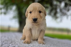 Oscar - puppy for sale