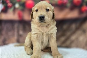 Escobar - Golden Retriever for sale