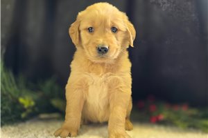 Benson - Golden Retriever for sale
