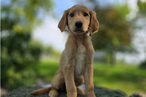 Flora - Golden Retriever for sale