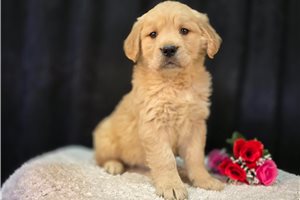 Lady - puppy for sale