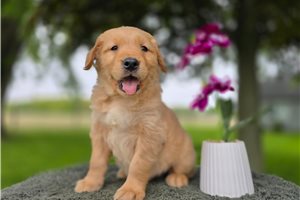 Omar - Golden Retriever for sale