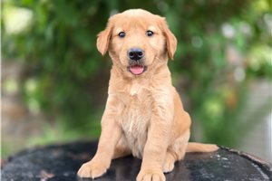 Frannie - puppy for sale