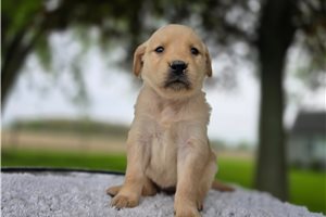 Opal - Golden Retriever for sale