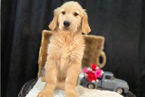 Bernard - Golden Retriever for sale