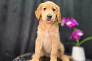 Flora - Golden Retriever for sale