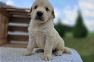 Eric - puppy for sale