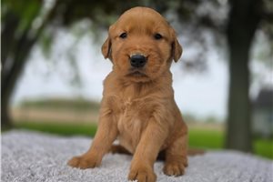 Owen - puppy for sale
