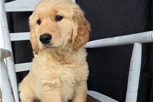 Madden - puppy for sale