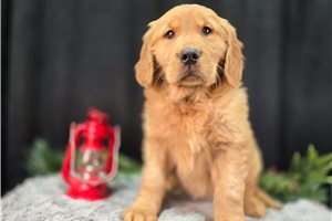 Emmie - Golden Retriever for sale