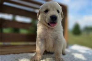Ernest - puppy for sale