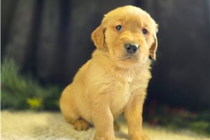 Bentley - Golden Retriever for sale