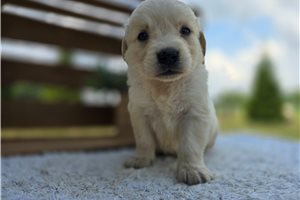 Enzo - Golden Retriever for sale