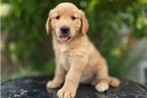 Foxy - puppy for sale