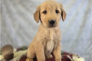 Everly - Golden Retriever for sale