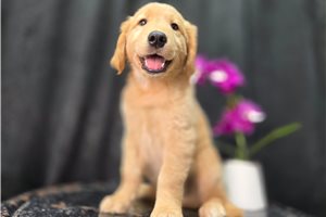 Ferris - Golden Retriever for sale