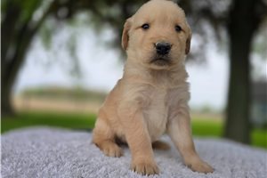 Oliver - puppy for sale