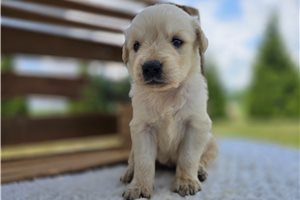 Ernie - puppy for sale