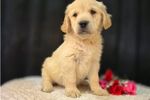 Lucas - puppy for sale