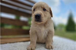 Enrico - puppy for sale