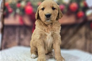 Elyssa - Golden Retriever for sale