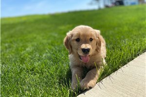 Mack - puppy for sale