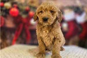Dawson - Goldendoodle for sale