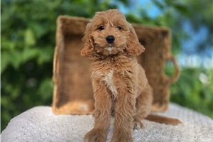 Trixie - puppy for sale