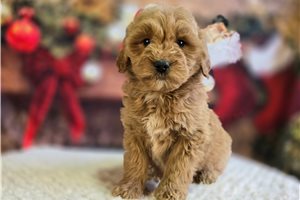 Drucilla - Goldendoodle for sale