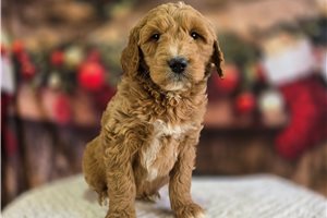 Dudley - Goldendoodle for sale