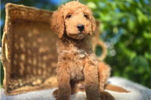 Teddy - puppy for sale